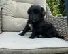 Mixed Breed