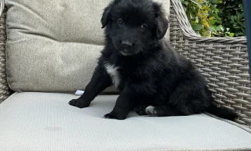 Mixed Breed