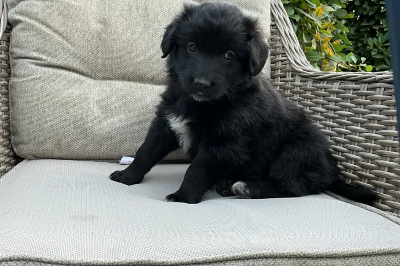 Mixed Breed