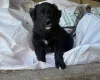 Mixed Breed