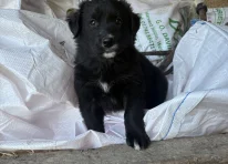 Puppy 1