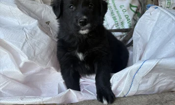 Mixed Breed