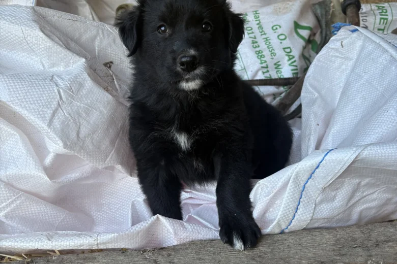 Mixed Breed