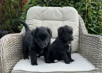 Puppy 4