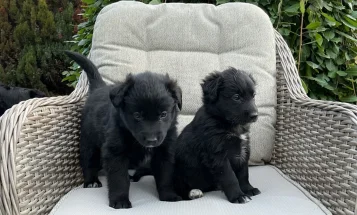 Mixed Breed