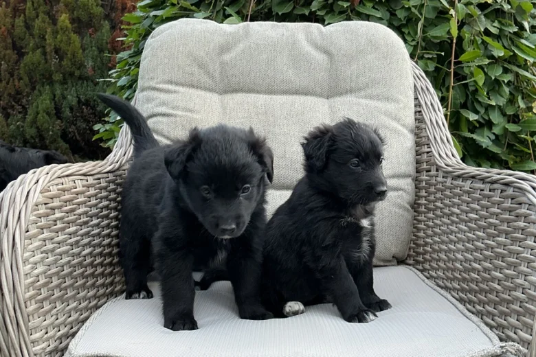 Mixed Breed