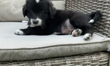 Mixed Breed