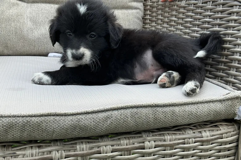 Mixed Breed