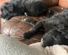 Mixed Breed