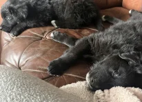 Puppy 3