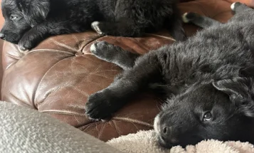 Mixed Breed