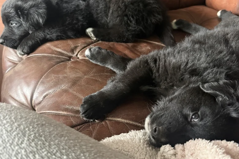 Mixed Breed