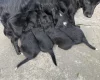 Mixed Breed