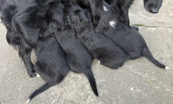 Mixed Breed