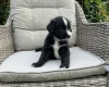 Mixed Breed
