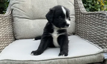 Mixed Breed
