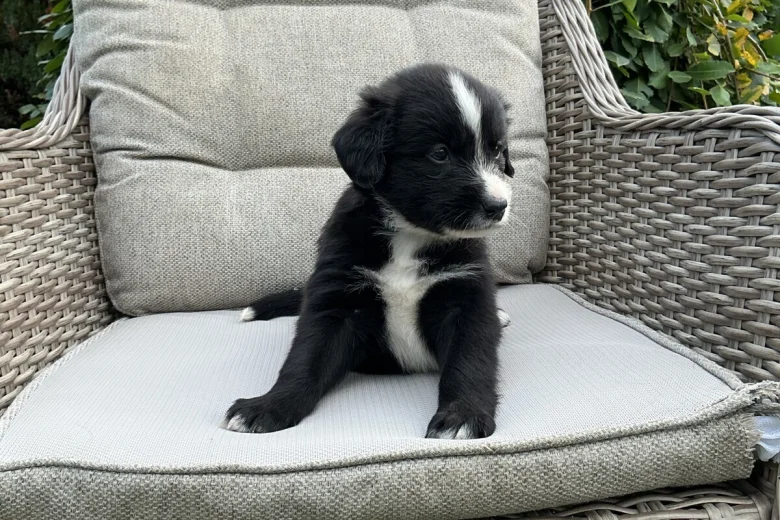 Mixed Breed