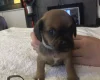 Mixed Breed