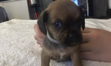Mixed Breed