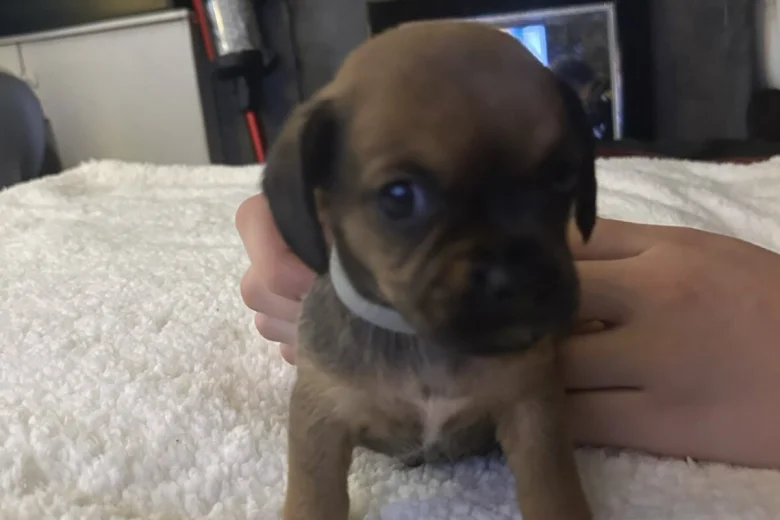 Mixed Breed