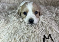 Puppy 1