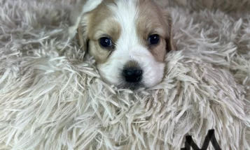 Mixed Breed