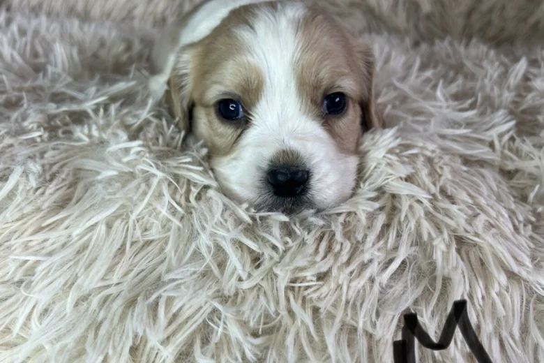 Cocker Spaniel (Working)