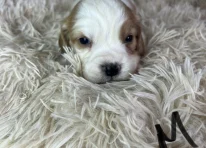 Puppy 2