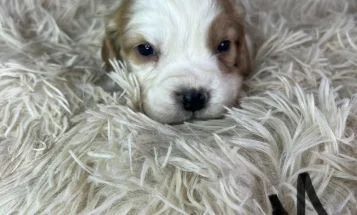 Mixed Breed