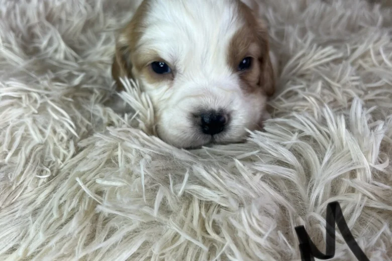 Cocker Spaniel (Working)
