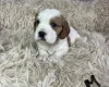 Cocker Spaniel (Working)