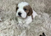 Puppy 3