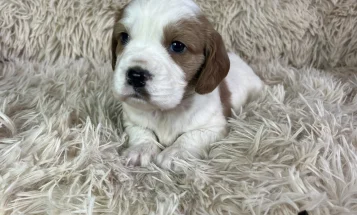 Mixed Breed