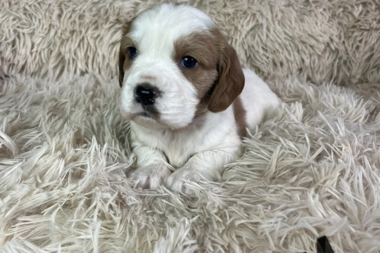 Cocker Spaniel (Working)