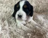 Cocker Spaniel (Working)