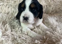 Puppy 4