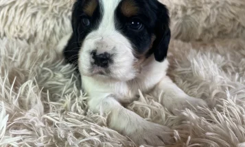 Mixed Breed