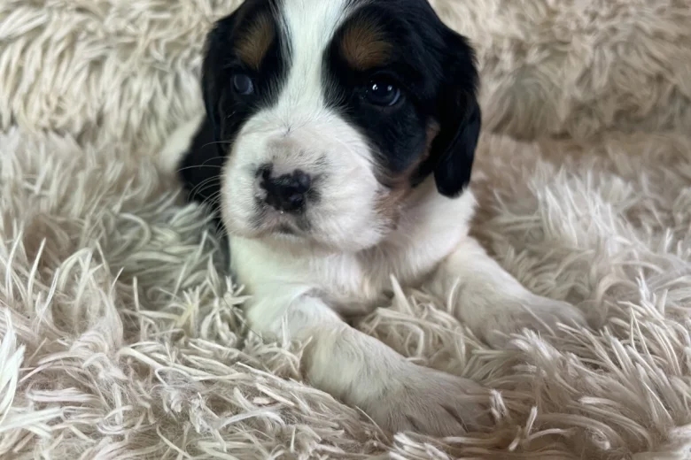 Cocker Spaniel (Working)