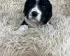 Cocker Spaniel (Working)