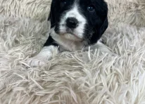 Puppy 5