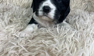 Mixed Breed