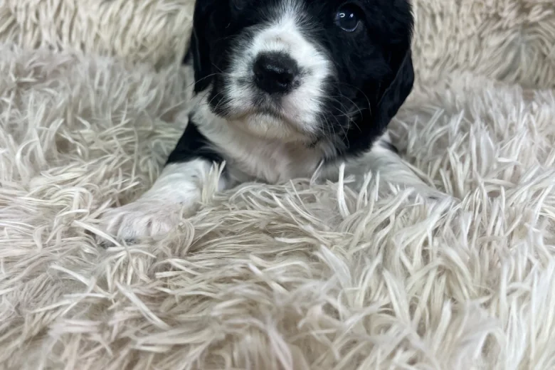 Cocker Spaniel (Working)