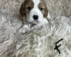 Cocker Spaniel (Working)