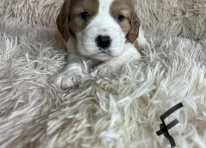 Puppy 6