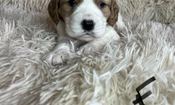 Mixed Breed