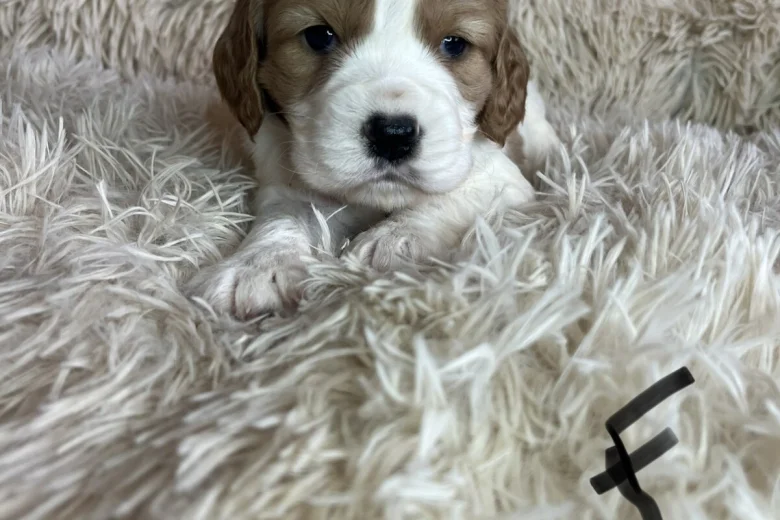 Cocker Spaniel (Working)