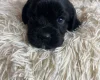 Cocker Spaniel (Working)