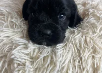 Puppy 7