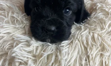 Mixed Breed