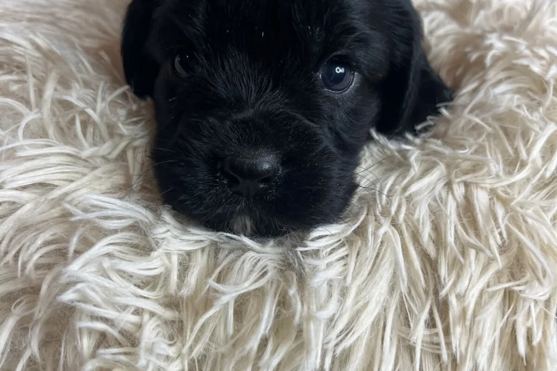 Cocker Spaniel (Working)